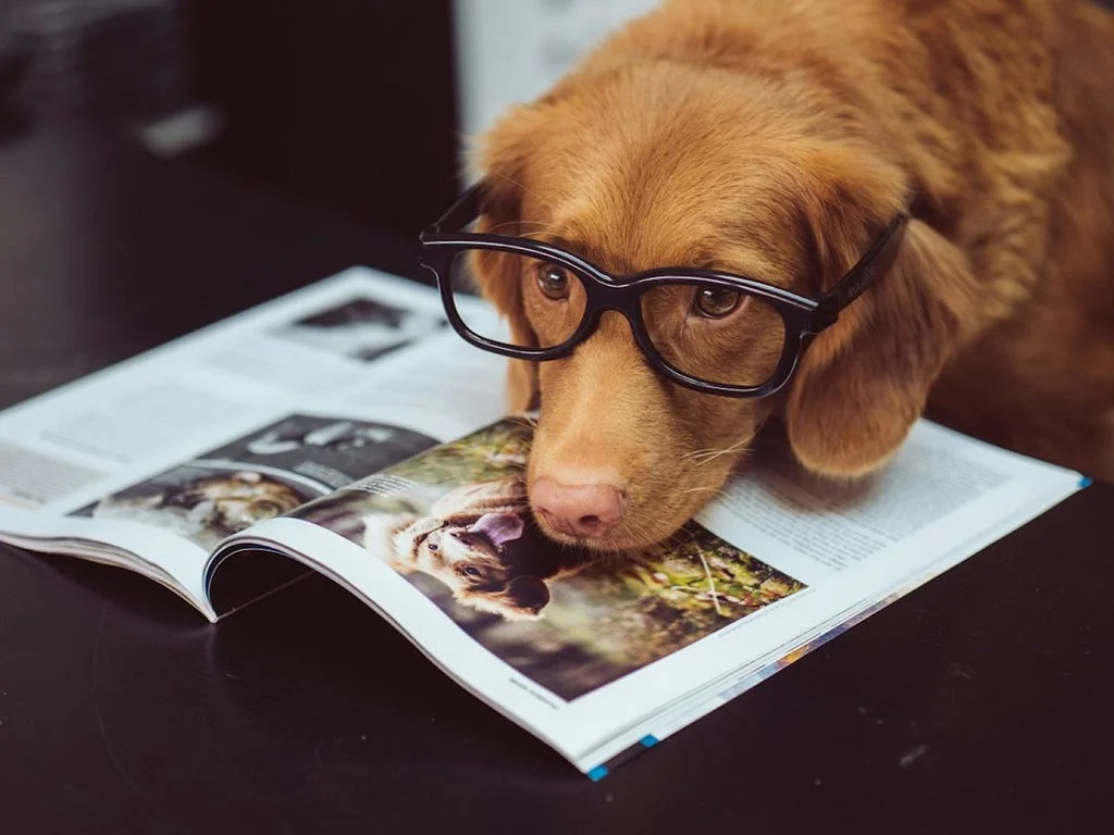 A golden retriever wearing glasses, resting its nose on an open magazine as if reading it.