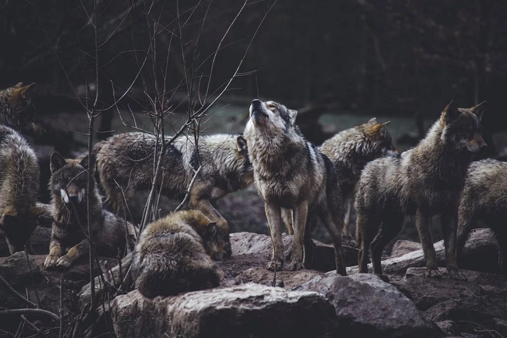 A pack of wolves resting and standing on rocks in a dark forest, one wolf looking upward mid-howl.